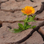 fiore in terra, speranza, resilienza, forza