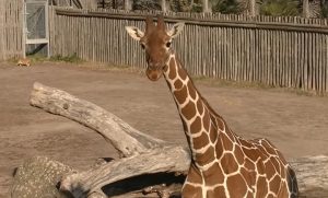 bioparco roma giraffe