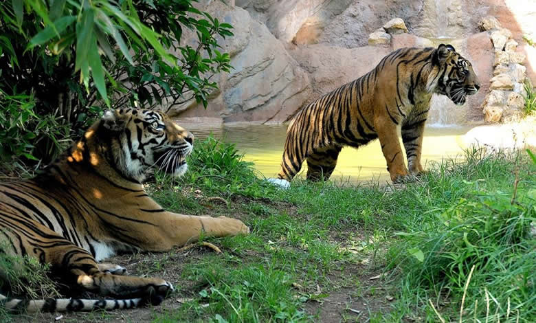 Bioparco, tigri di Sumatra