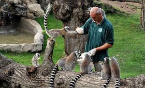 bioparco roma lemuri